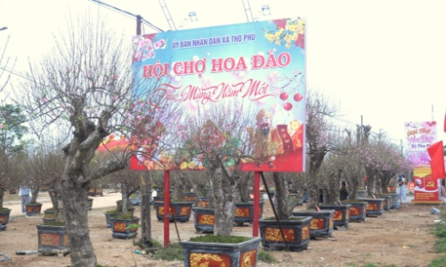 Rộn ràng hội chợ hoa đào tại xứ Thanh mừng Xuân Bính Ngọ 2026