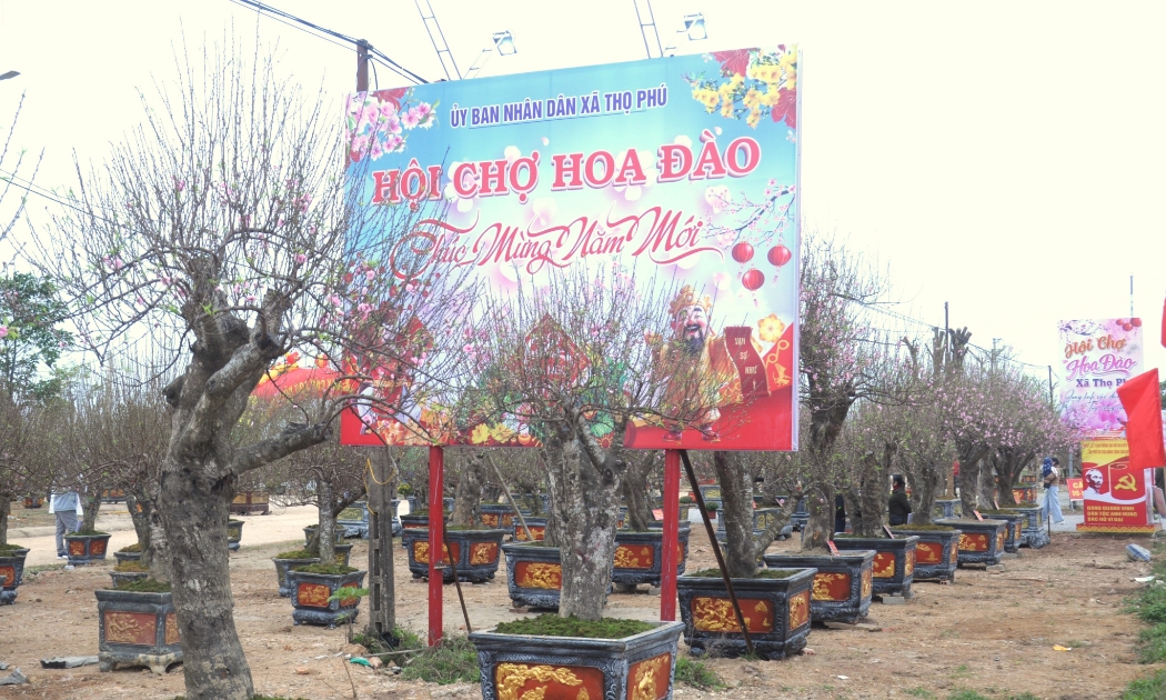 Đào Thọ Phú khoe sắc hồng thắm giữa tiết xuân