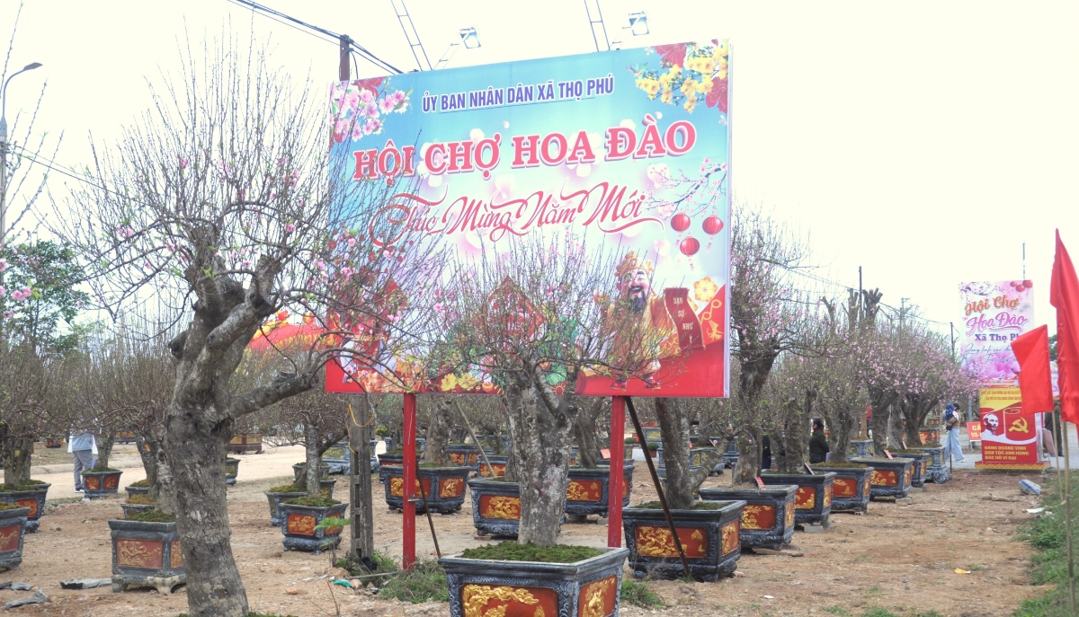 Đào Thọ Phú khoe sắc hồng thắm giữa tiết xuân