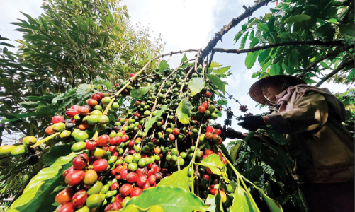 Nông sản Việt chuyển mạnh từ “lượng” sang “chất”