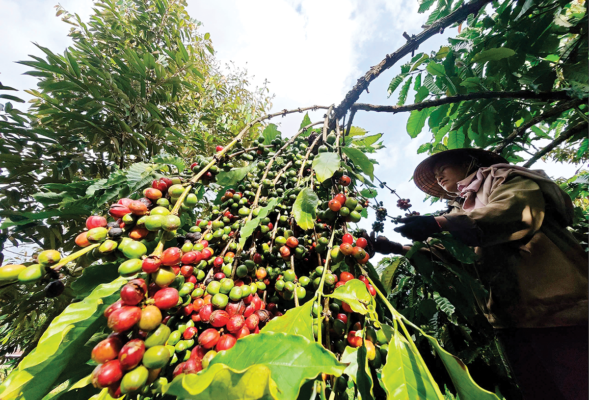 Hướng tới xây dựng “hộ chiếu” cao cấp cho nông sản Việt trên thị trường toàn cầu.