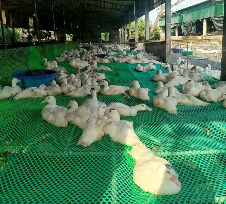 Mô hình trang trại chăn nuôi của anh Trần Đức Triêm tại quê nhà Thái Bình (nay là Hưng Yên).
