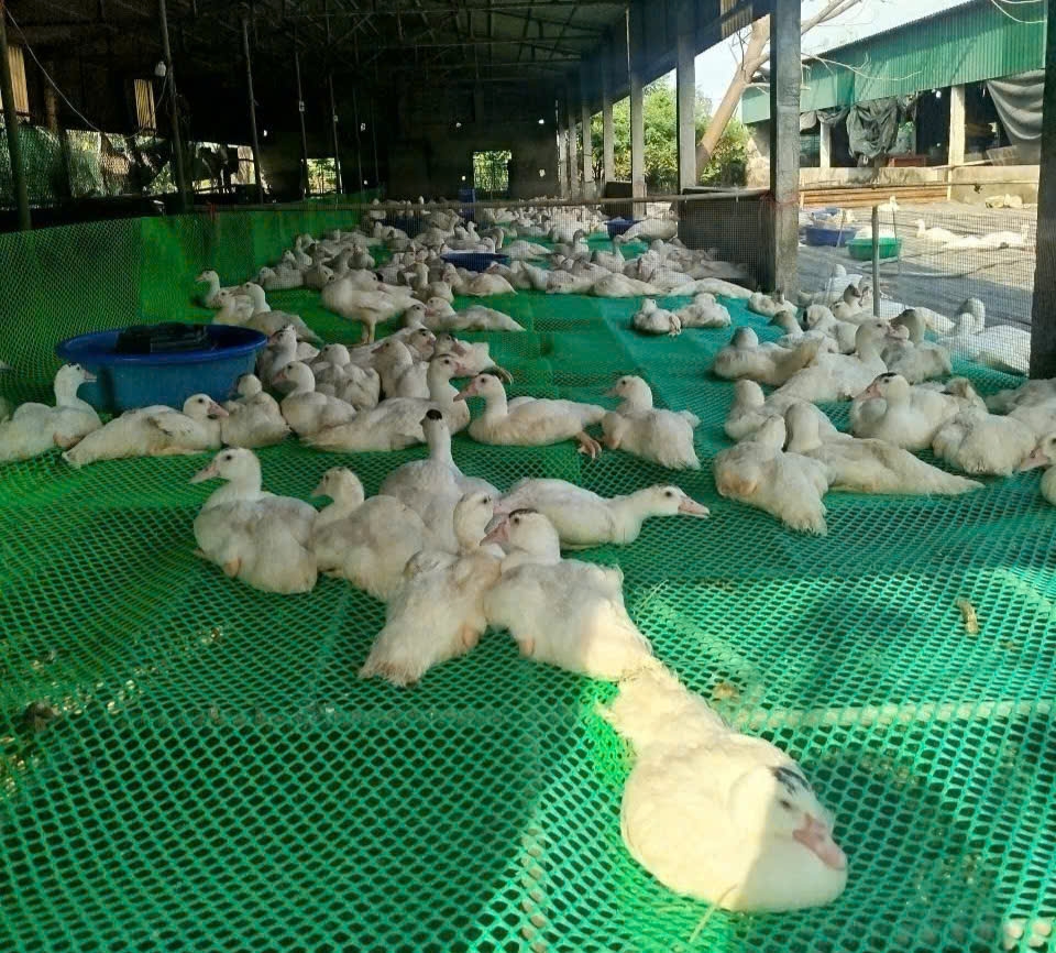 Mô hình trang trại chăn nuôi của anh Trần Đức Triêm tại quê nhà Thái Bình (nay là Hưng Yên).