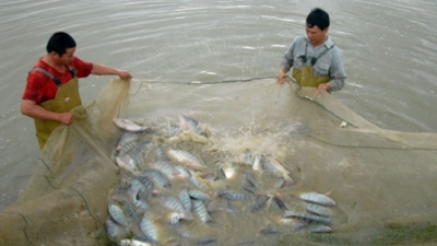 Tilapia exports hit $99 million in 2025, up 141% year-on-year
