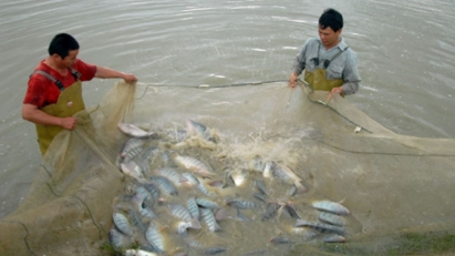 Tilapia exports hit $99 million in 2025, up 141% year-on-year