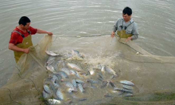 Tilapia exports hit $99 million in 2025, up 141% year-on-year