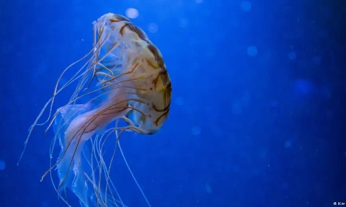 Kinh tế xanh trước phép thử từ hoạt động khai thác khoáng sản biển sâu