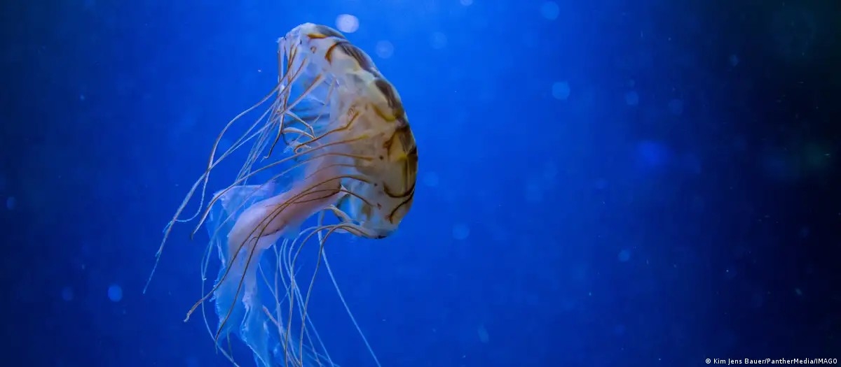 Biển sâu là nơi cư trú của vô số loài sinh vật chưa được biết đến, đồng thời có thể trở thành nguồn cung khoáng sản chiến lược trong tương lai. Ảnh: Kim Jens Bauer/PantherMedia/IMAGO