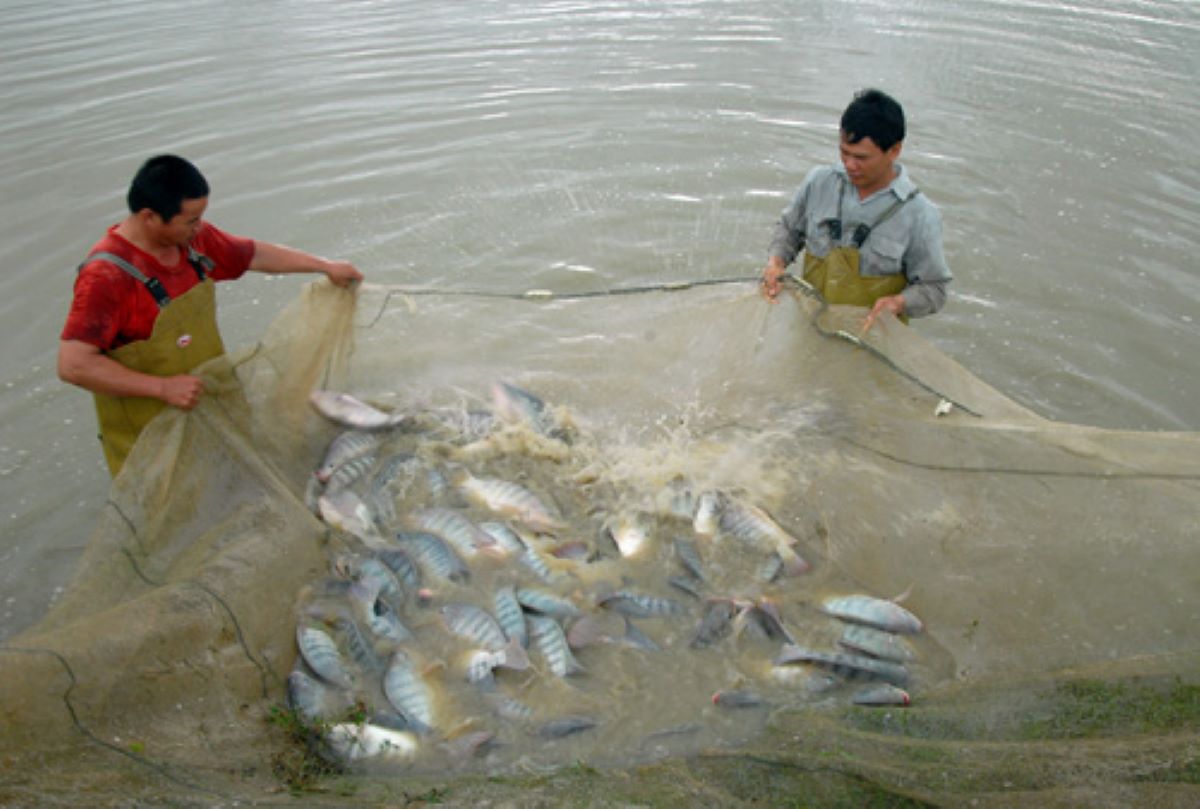Cá rô phi trở thành mặt hàng tăng trưởng xuất khẩu cao nhất trong ngành hàng thuỷ sản.