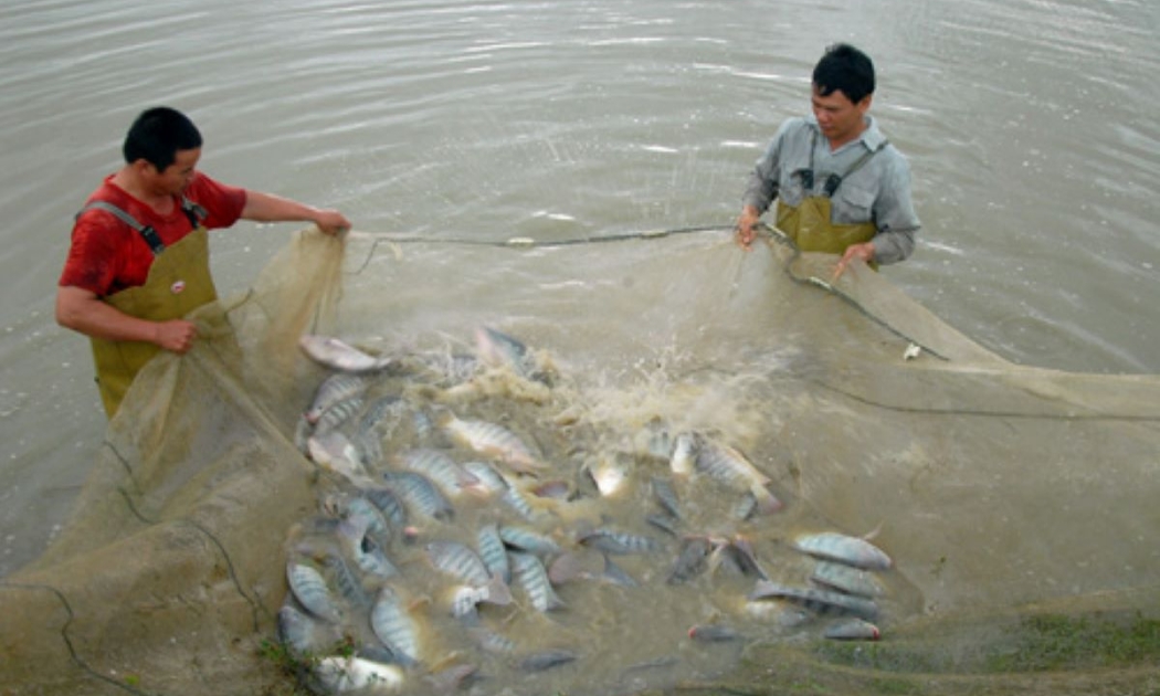 Cá rô phi trở thành mặt hàng tăng trưởng xuất khẩu cao nhất trong ngành hàng thuỷ sản.