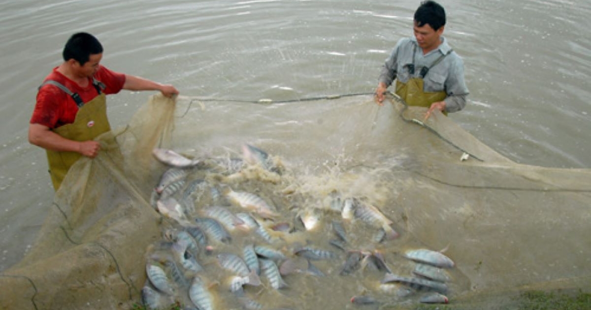 Kim ngạch xuất khẩu cá rô phi năm 2025 đạt 99 triệu USD, tăng 141% so với năm 2024