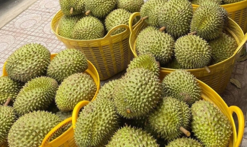 Đài Loan siết chặt kiểm tra sầu riêng nhập khẩu từ Việt Nam