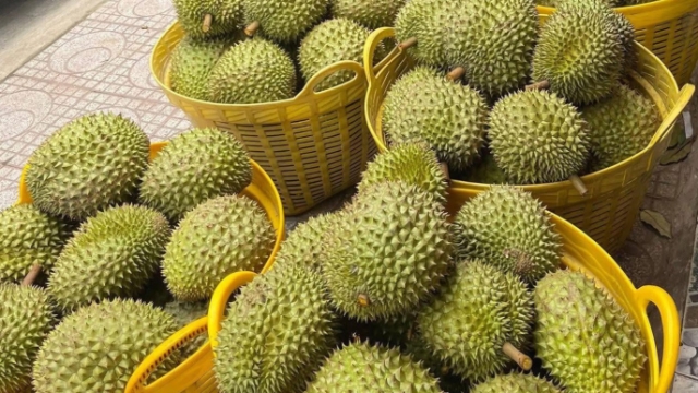 Đài Loan siết chặt kiểm tra sầu riêng nhập khẩu từ Việt Nam