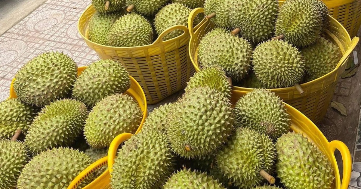 Đài Loan siết chặt kiểm tra sầu riêng nhập khẩu từ Việt Nam