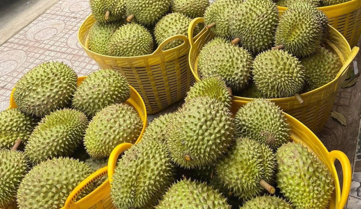 Đài Loan kiểm tra nghiêm ngặt đối với sầu riêng Việt Nam do lo ngại về dư lượng thuốc bảo vệ thực vật.