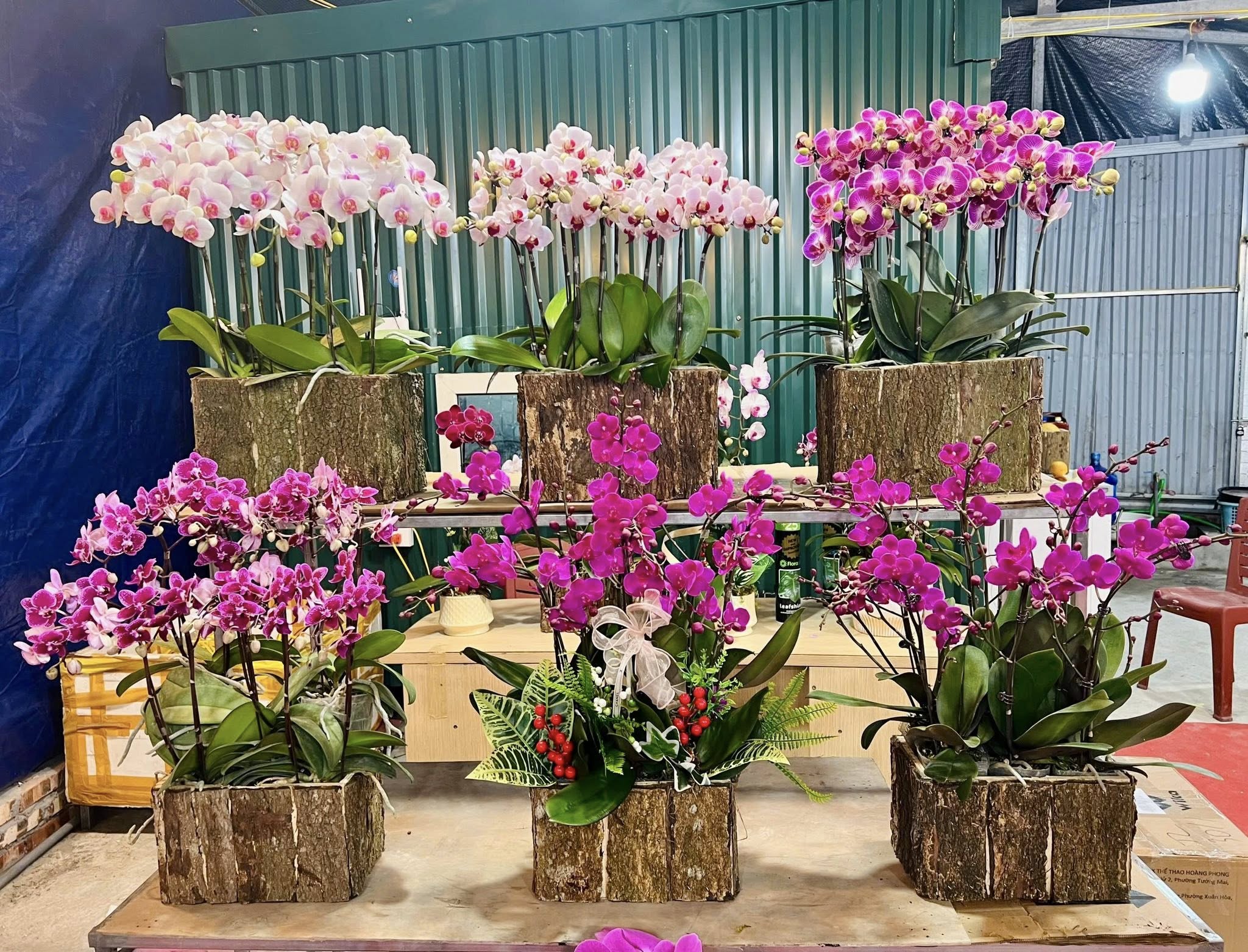 Những chậu lan khá lớn trên 20 ngồng hoa/chậu có giá giao động từ 10-20triệu đồng/chậu. 