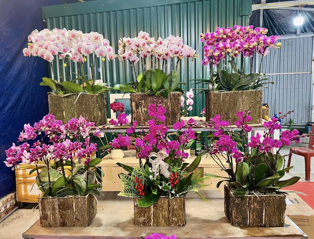 Những chậu lan khá lớn trên 20 ngồng hoa/chậu có giá giao động từ 10-20triệu đồng/chậu.&nbsp;