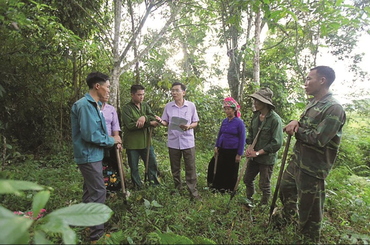 Việc kéo dài chu kỳ từ 5–6 năm lên khoảng 10–11 năm có thể tạo ra lượng hấp thụ carbon bổ sung. Ảnh minh họa