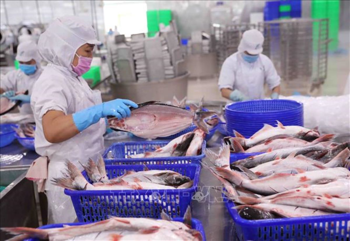 Xuất khẩu cá tra tháng 1/2026 tăng 33,2% so với cùng kỳ năm 2025.