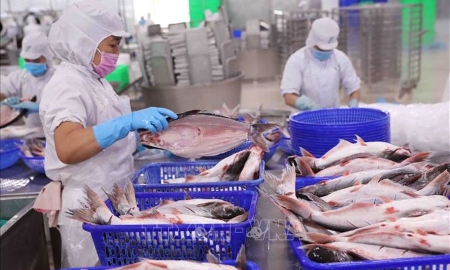 Xuất khẩu cá tra tháng 1/2026 tăng 33,2% so với cùng kỳ năm 2025.