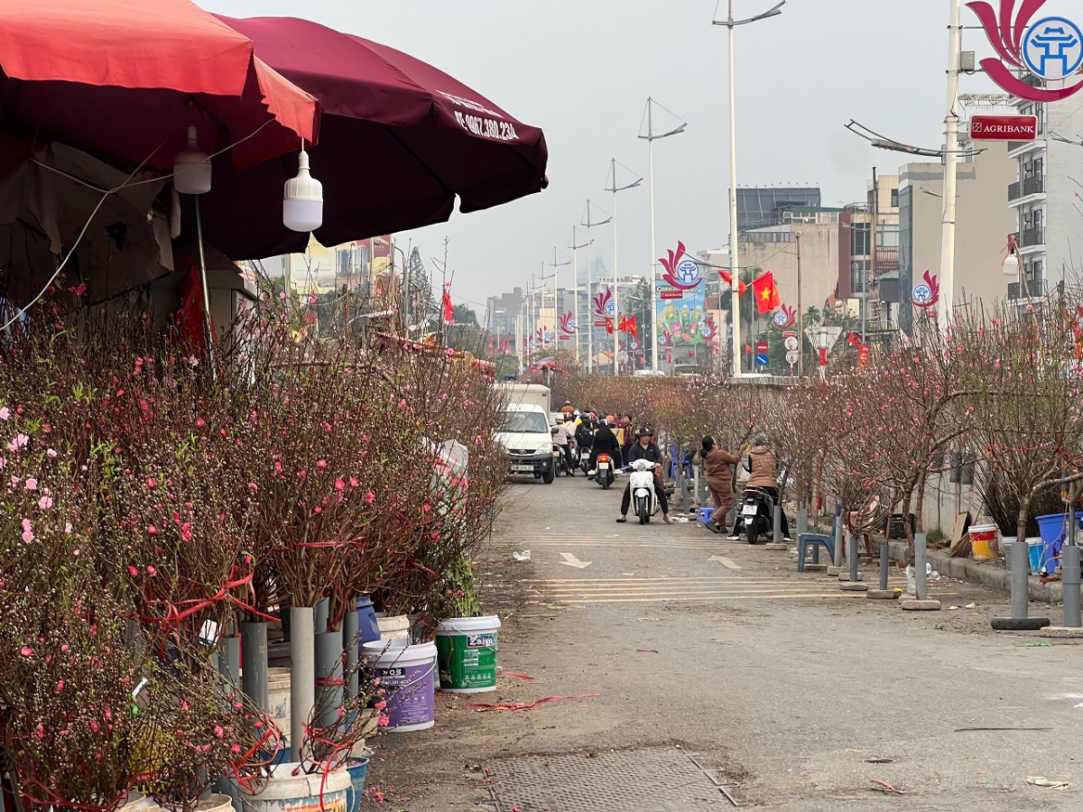 Các tuyến phố Hà Nội đang tràn ngập đào, quất