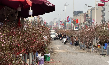 Các tuyến phố Hà Nội đang tràn ngập đào, quất