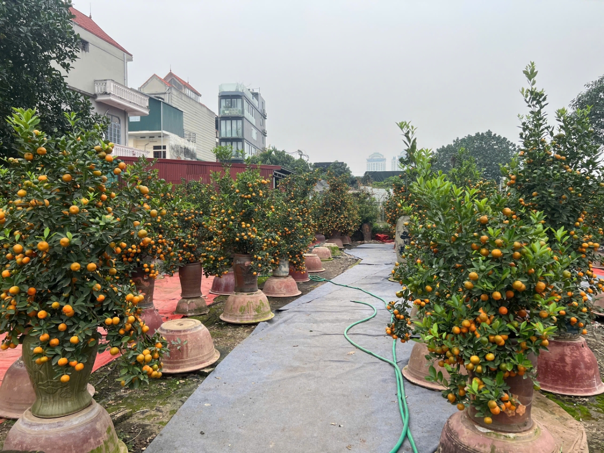 Các cây quất lớn, thế đẹp, tán tròn đều, quả sai, màu sắc bắt mắt được chào bán từ 1&nbsp;-&nbsp;15 triệu đồng/cây