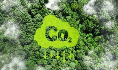 Khai thác tiềm năng hấp thụ carbon từ hơn 4 triệu ha rừng trồng