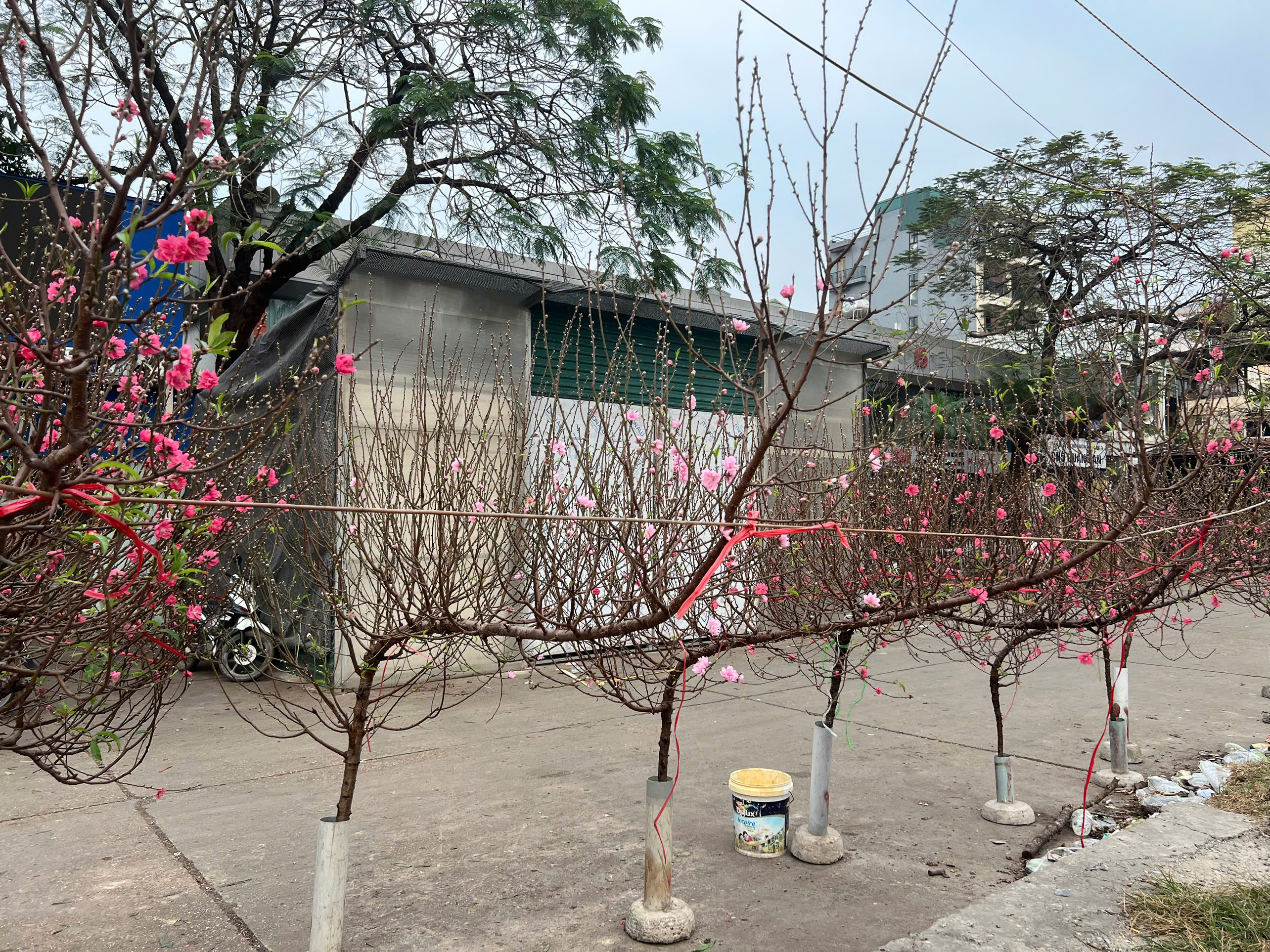 Đào cành nhỏ phục vụ nhu cầu trang trí căn hộ, văn phòng có giá phổ biến từ 100.000 - 500.000 đồng/cành.