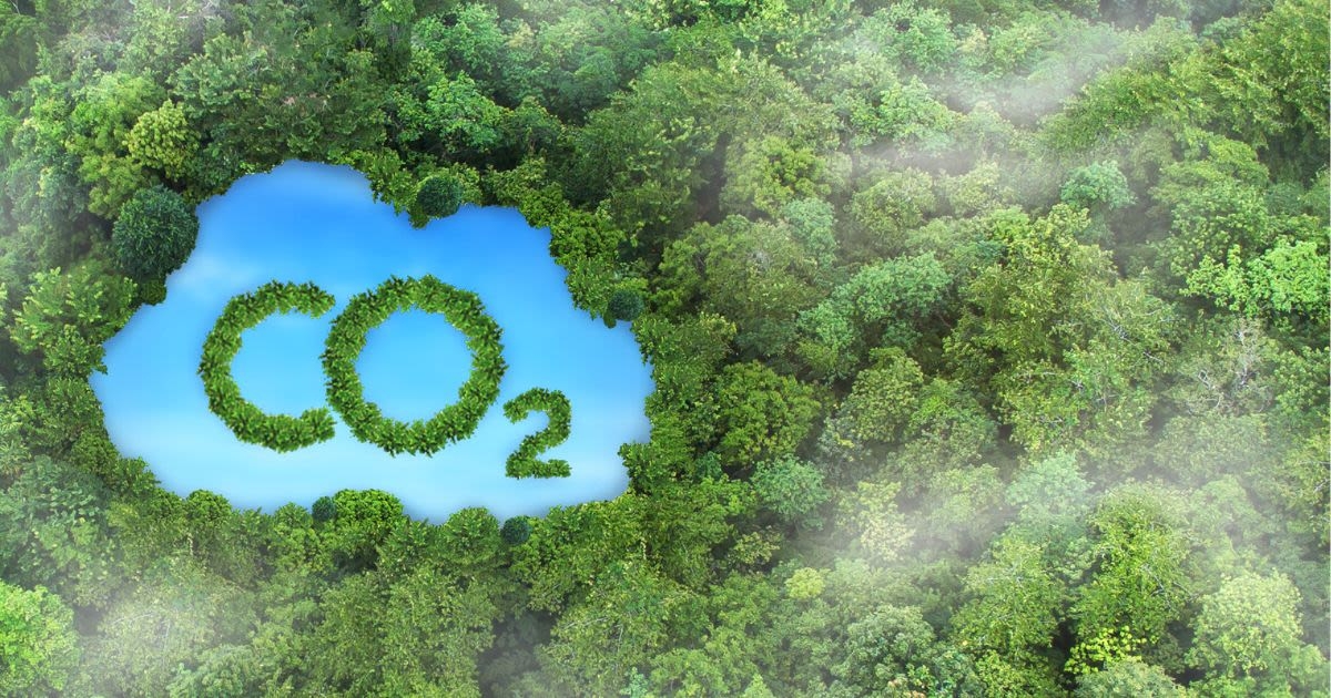 Dự thảo Tiêu chuẩn quốc gia về tín chỉ carbon rừng, trong đó cải thiện quản lý rừng trồng (IFM) được xác định là một trong các loại hình dự án đủ điều kiện.