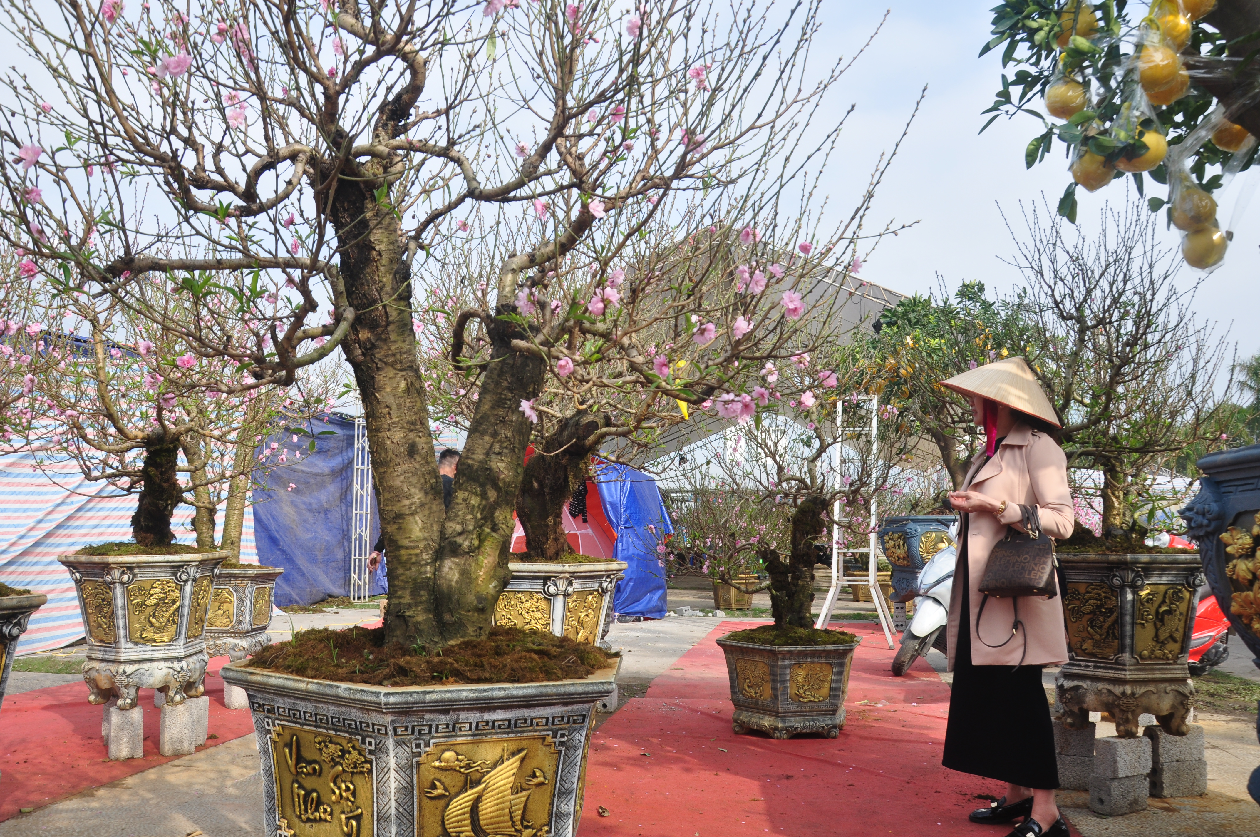 Khách hàng kiểm tra kỹ dáng cây trước khi mua. Chị Nguyễn Thị Hồng, người dân phường Hạc Thành, chia sẻ: “Năm nào tôi cũng ra chợ hoa Lam Sơn chọn đào, chọn cây để về trưng bày trong gia đình dịp Tết nguyên đán. Thời điểm này không khí ở đây làm mình cảm nhận rõ Tết đã rất gần”.