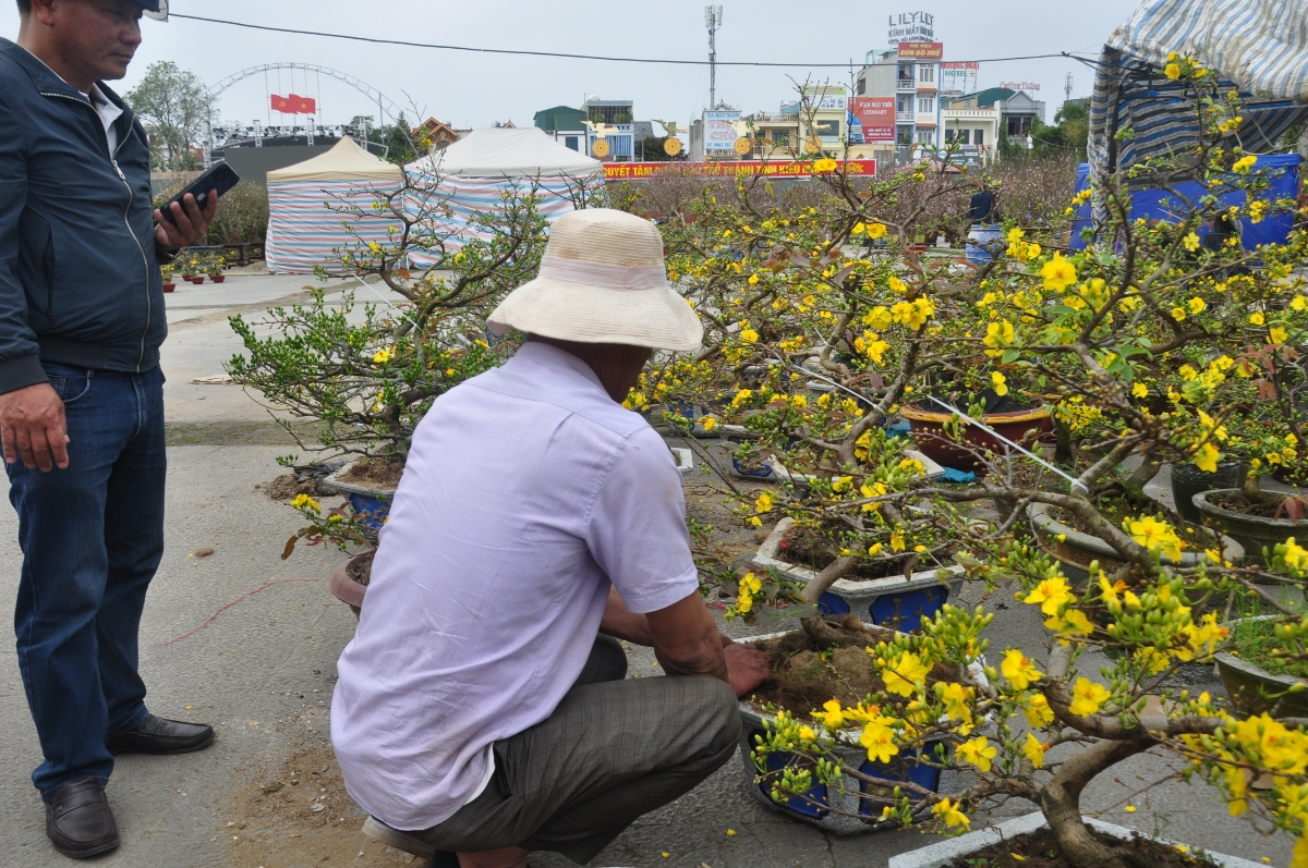 Các loại mai, quất nhỏ cùng được bày bán rất nhiều tại đây, giá dao động từ 200.000 đồng đến 4 triệu đồng.&nbsp;