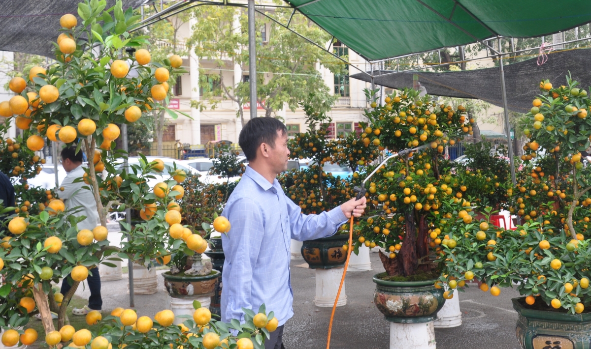 Những cây quất cảnh quả to từ được thương lái mang từ Ninh Bình về bày bán với mức giá trên 3 triệu đồng