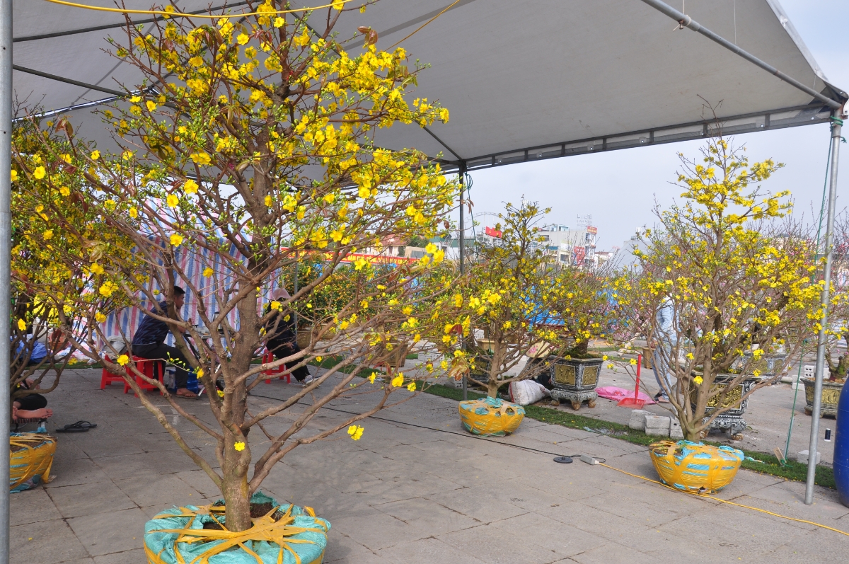 Những cây mai kích cỡ lớn có giá dao động từ 8 triệu đồng đến 10 triệu đồng