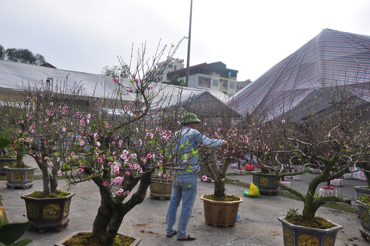 Cây đào được chăm sóc kỹ trước khi giao cho khách