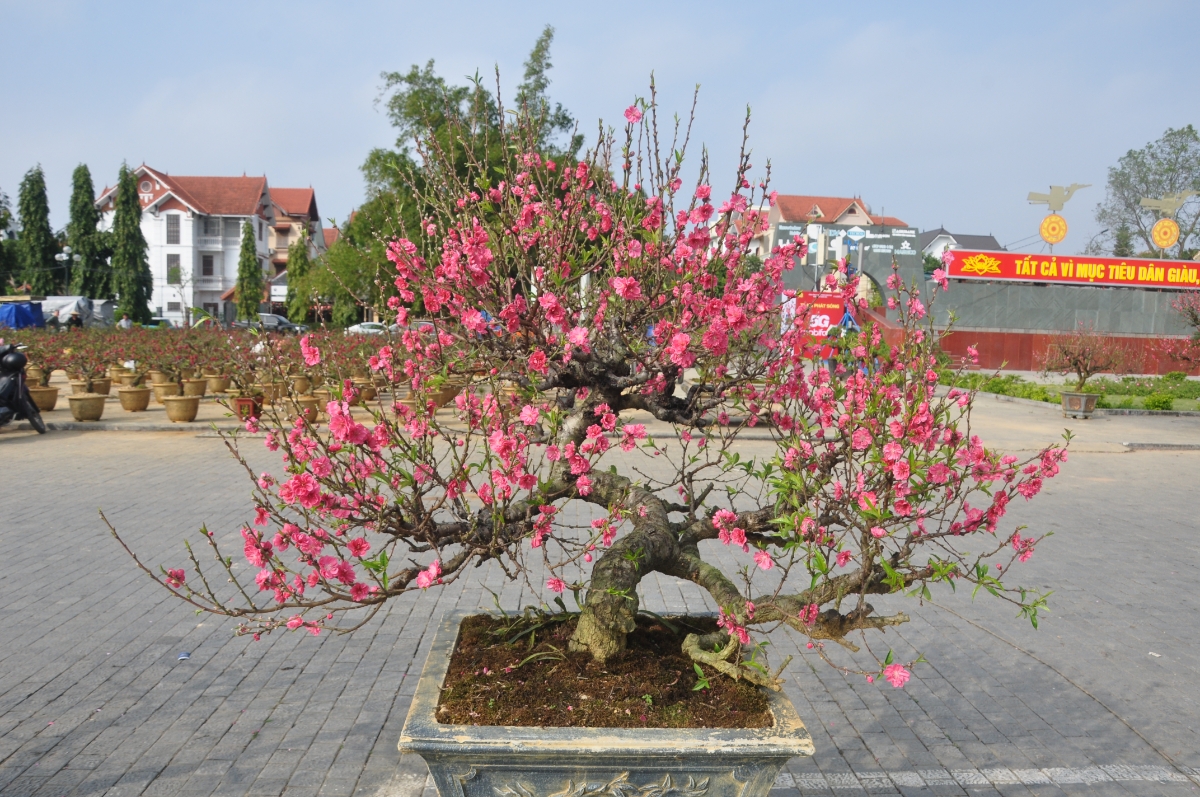 Những cây đào thế đẹp, nhiều nụ, nhiều hoa có giá lên tới hàng chục triệu đồng