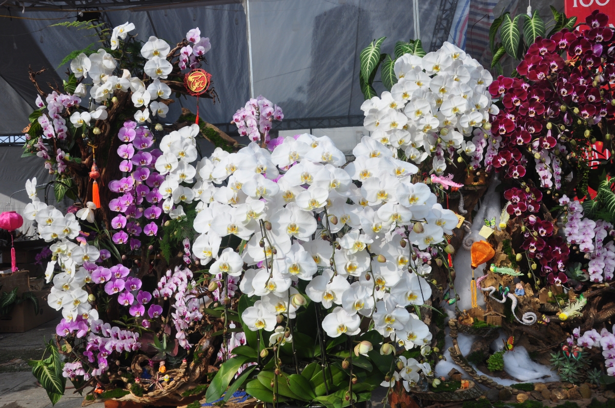 Hoa lan hồ điệp được bày bán tại quảng trường Lam Sơn