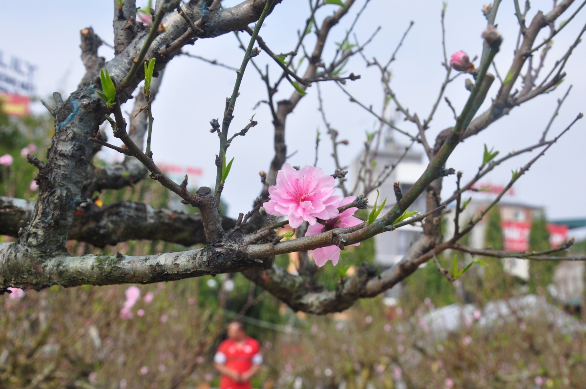 Đào Mộc Châu nở hoa phớt hồng đúng dịp Tết