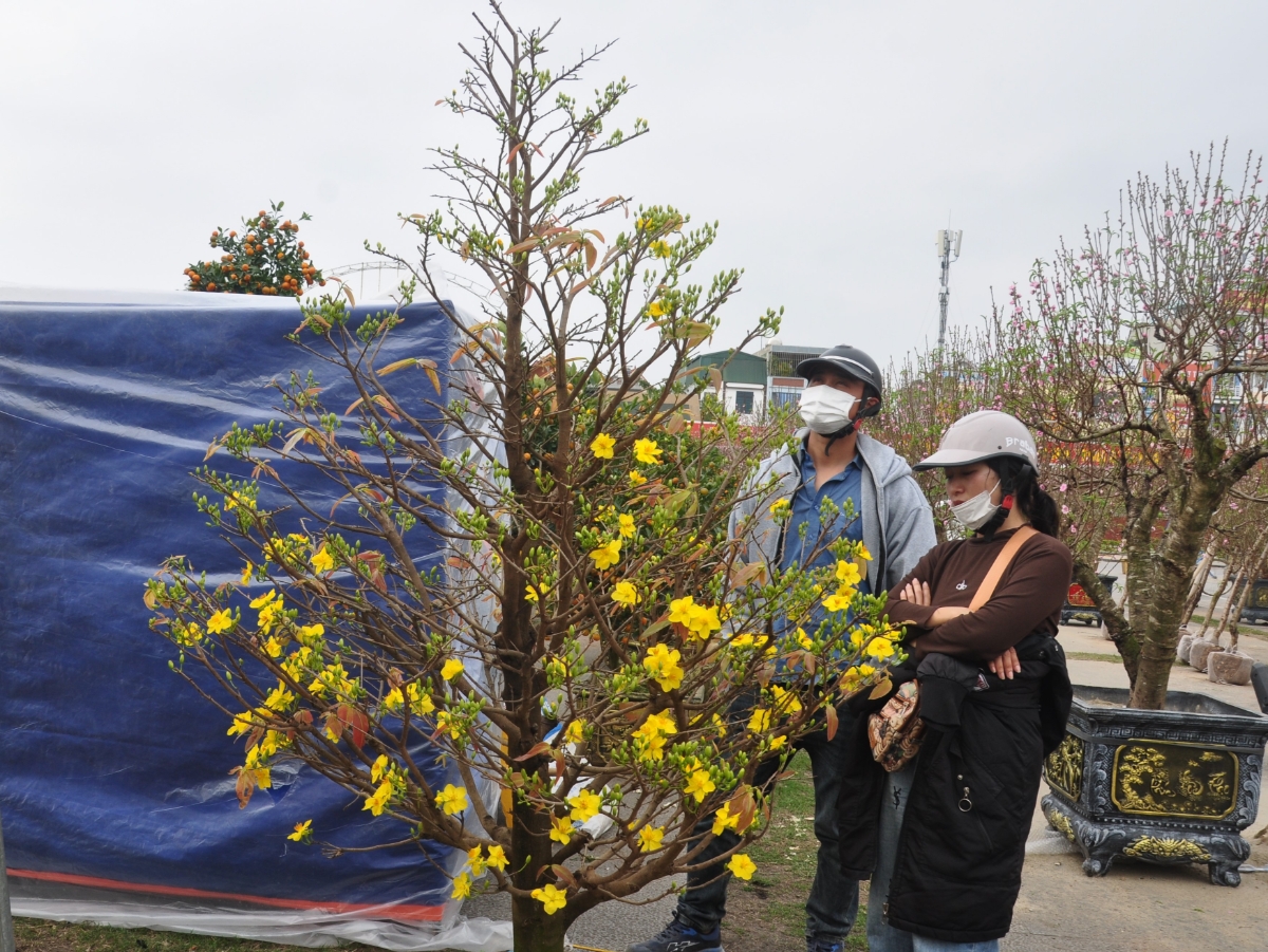 Thay vì mua, nhiều gia đình chọn thuê đào, mai để trưng trong dịp Tết
