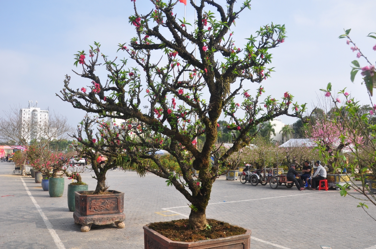 Lần đầu mang đào rừng Mộc Châu vào Thanh Hóa, anh Giàng A Dế (38 tuổi, dân tộc H’Mông, ngụ tỉnh Sơn La) cho biết đã đưa 50 gốc đào xuống chợ, chủ yếu cho thuê. “Mỗi gốc giá khoảng 7 triệu đồng, hiện đã có người thuê 6–7 gốc. Mong bán hết để kịp về quê đón Tết”, anh Dế chia sẻ.