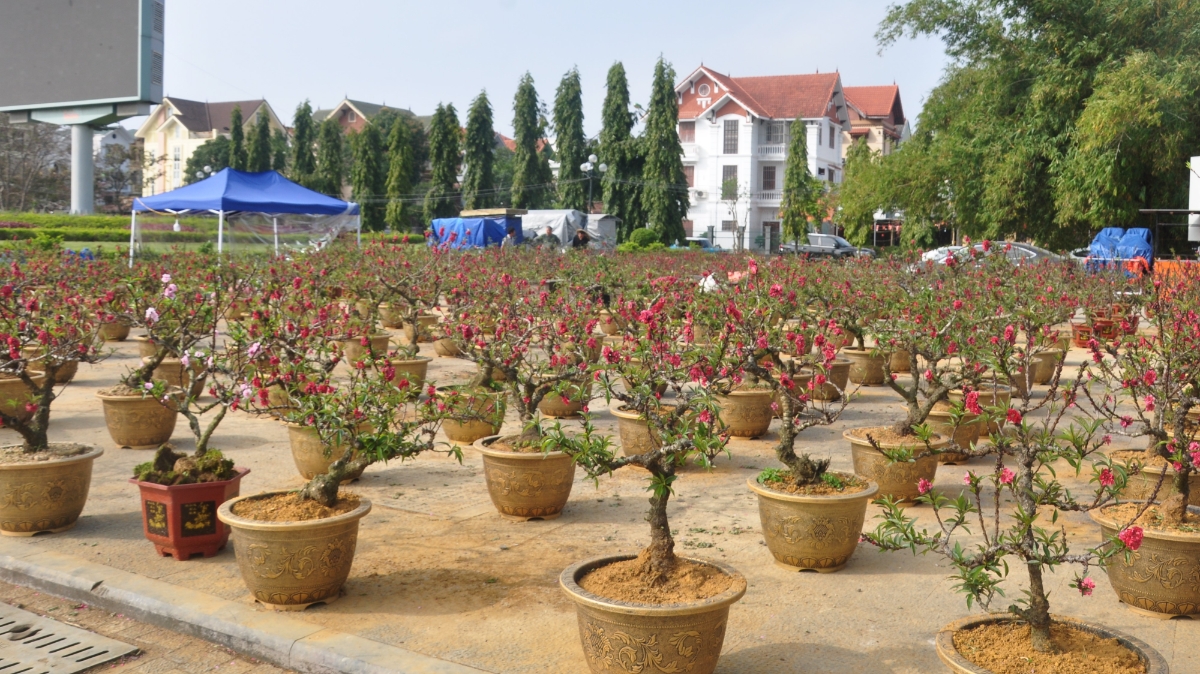 Hoa, cây cảnh được xếp ngay ngắn, gọn gàng