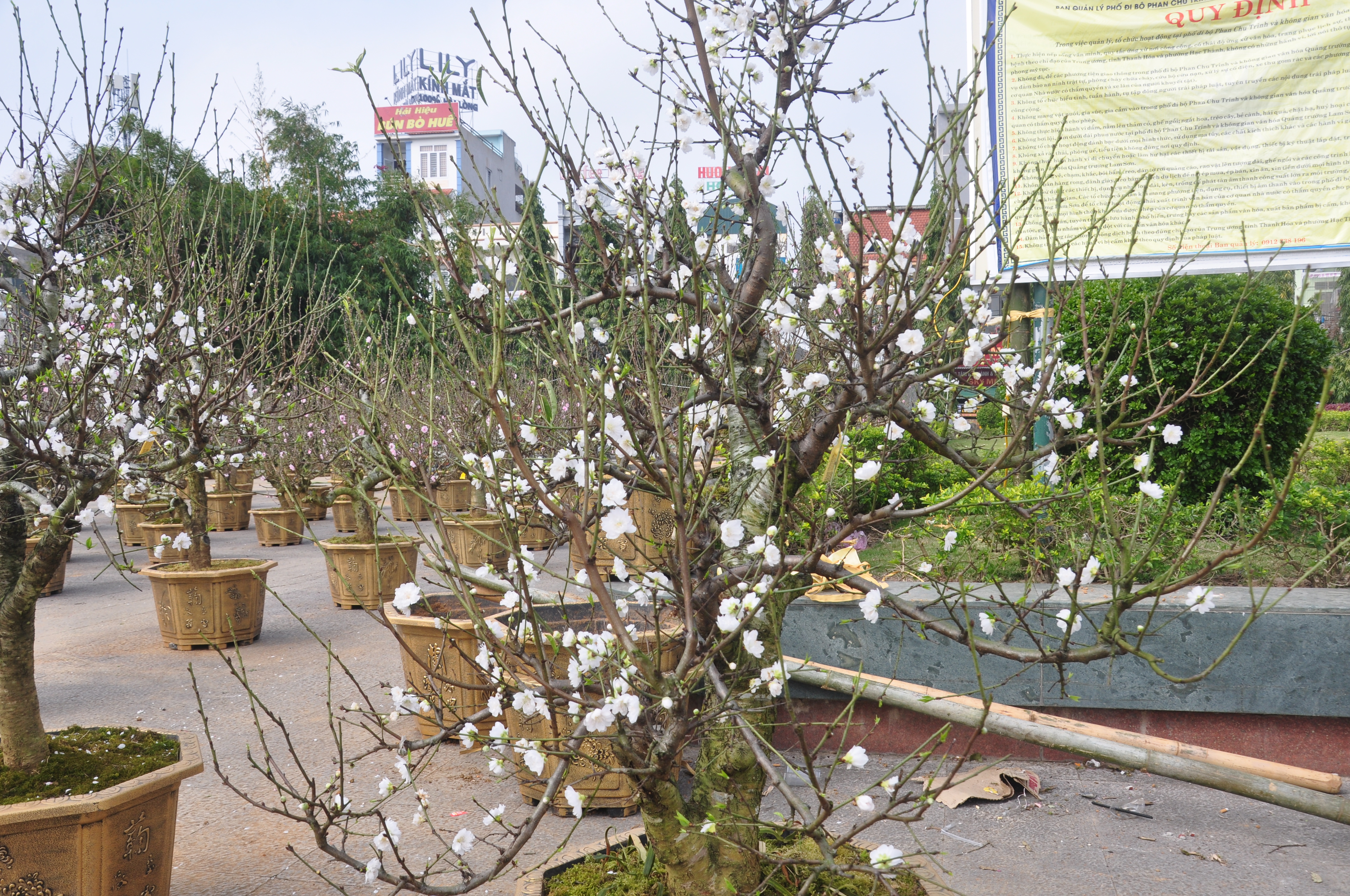 Một gốc bạch đào hiếm được bày bán