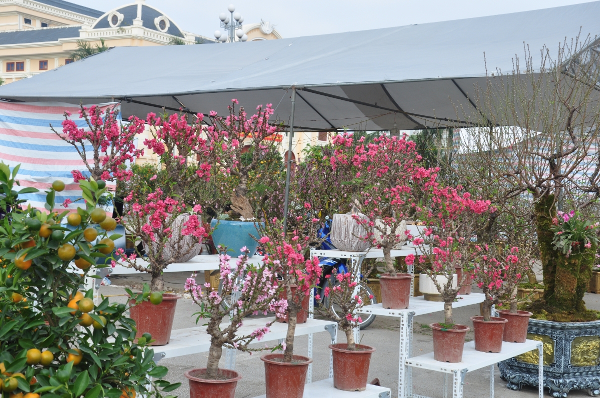 Sắc xuân lan tỏa khắp Quảng trường Lam Sơn