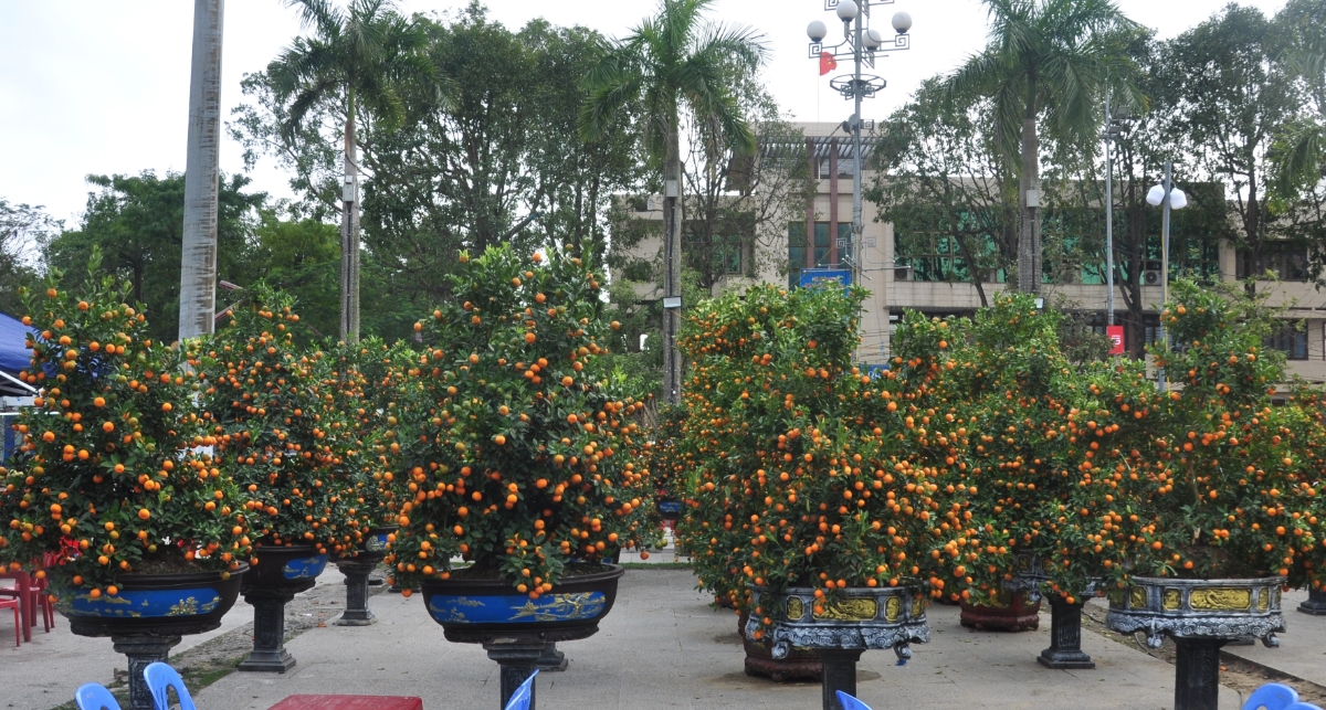 Quất cảnh vẫn là mặt hàng “đắt khách” tại chợ hoa năm nay