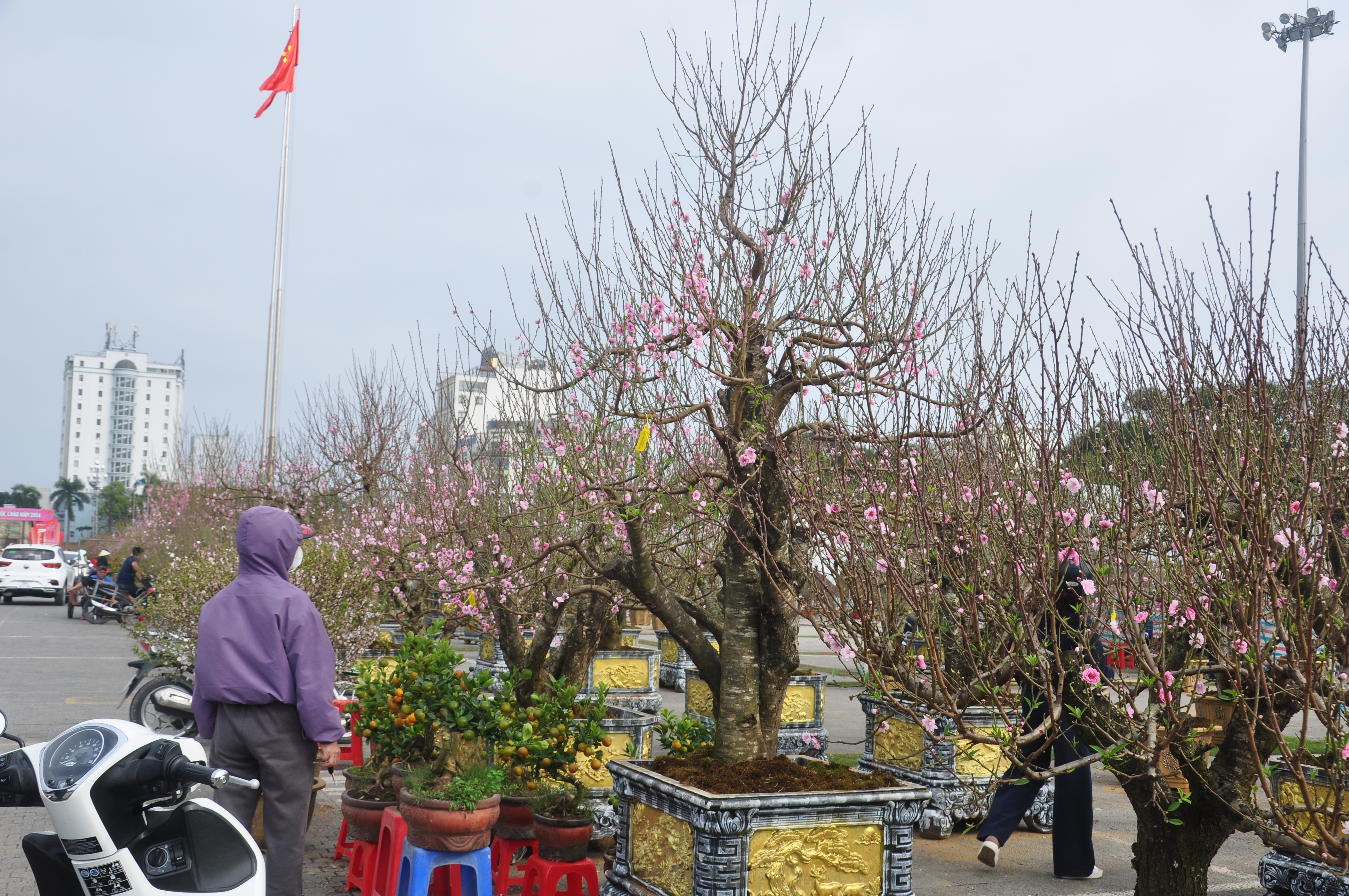 "Chợ hoa" tại quảng trường Lam Sơn trở thành điểm hẹn quen thuộc mỗi dịp Tết đến