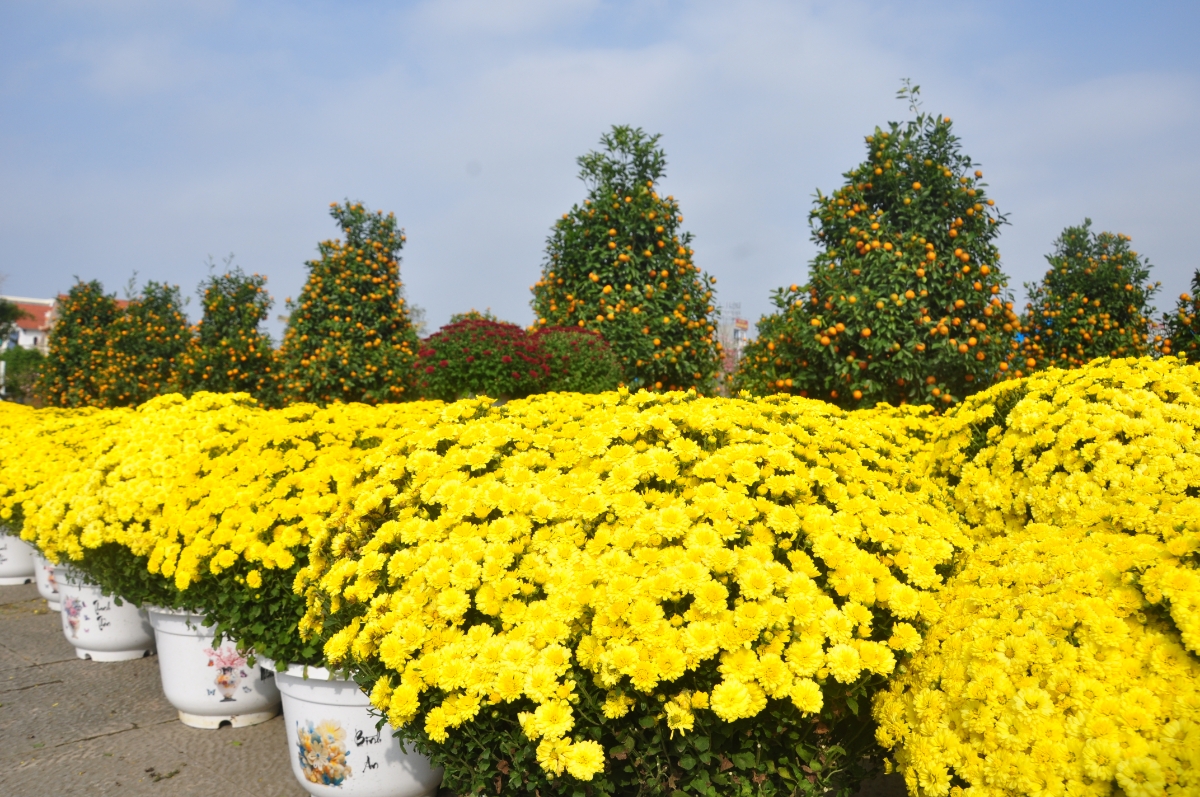 Cúc mâm xôi vàng rực nổi bật giữa chợ hoa
