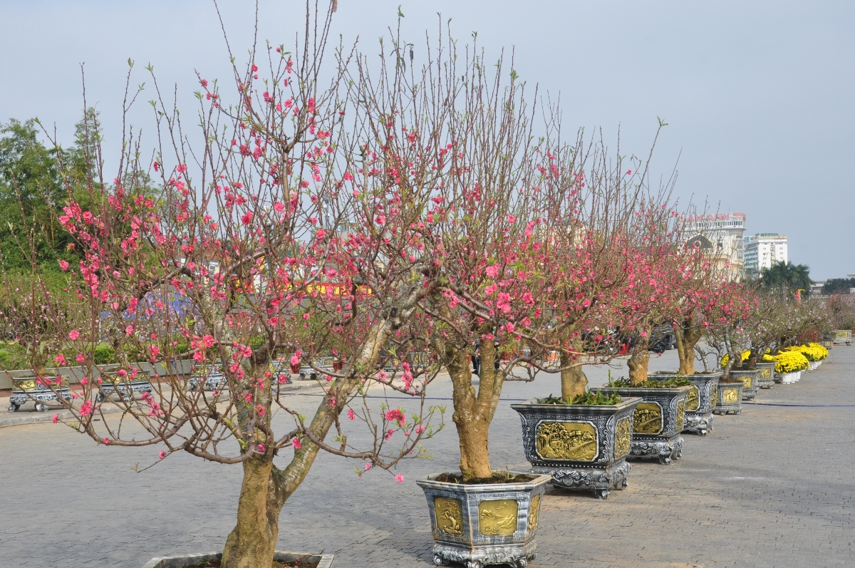 Không gian quảng trường Lam Sơn thời điểm này ngập tràn sắc hoa và hương xuân