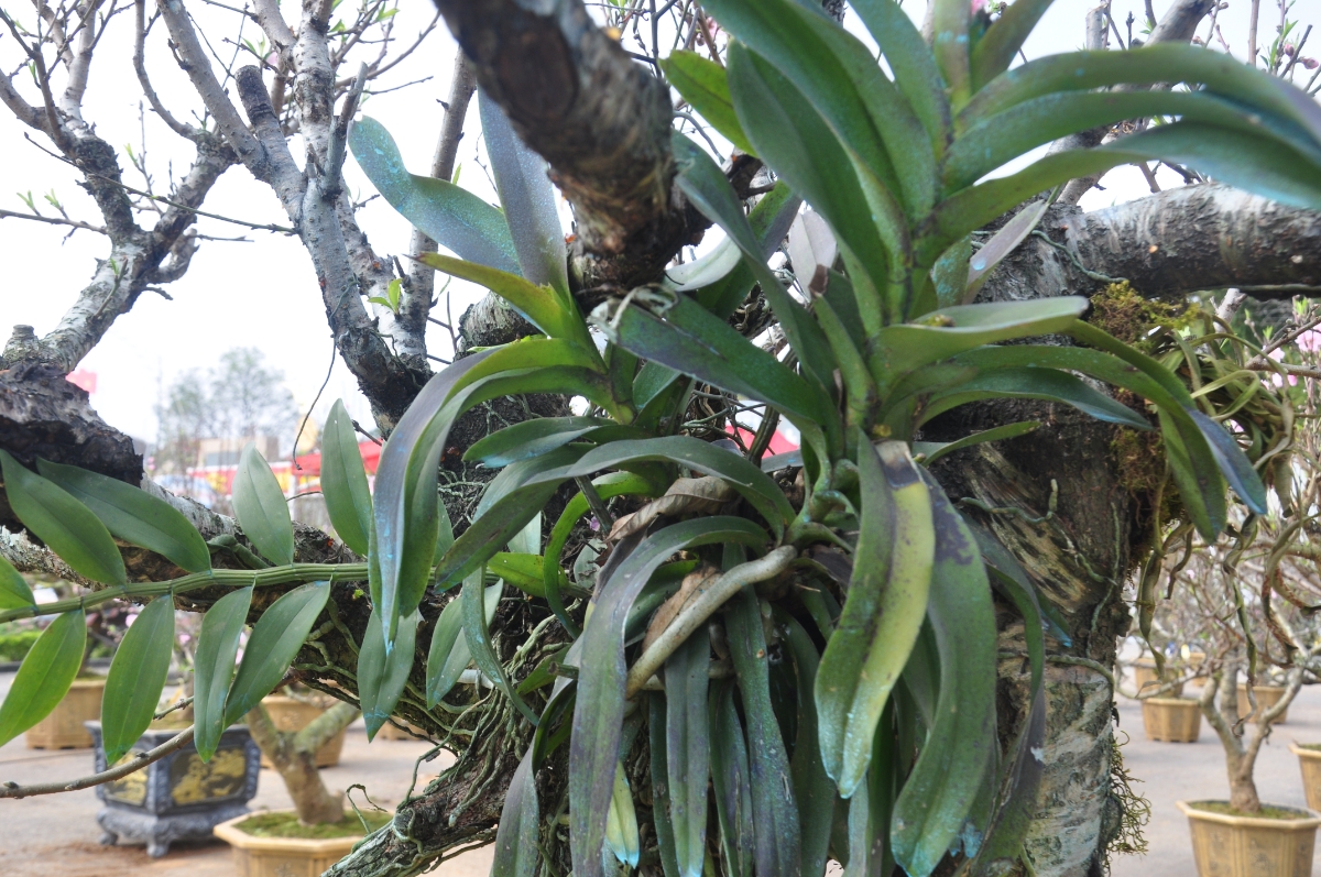 Những nhánh lan rừng bám trên các gốc đào lớn, tạo nên nét đẹp tự nhiên cho cây