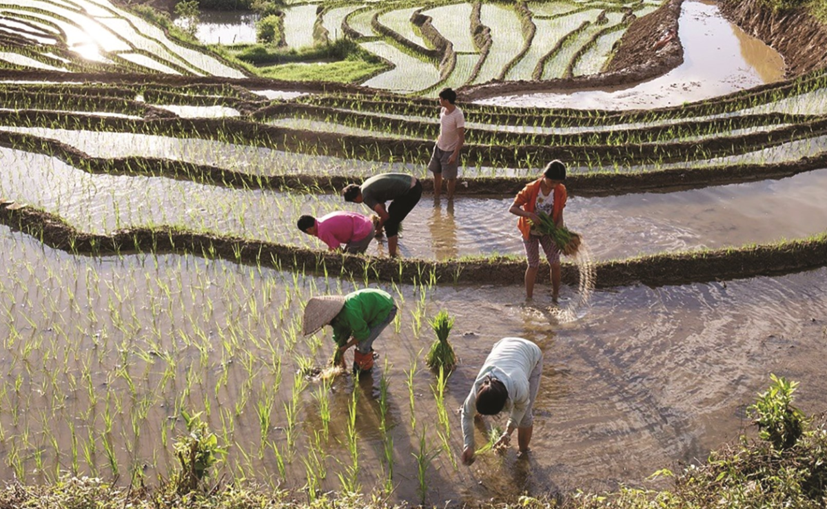 nông dân gieo trồng lúa đông xuân.