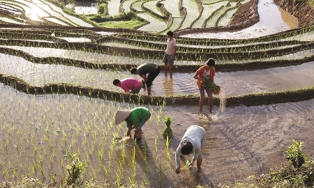 nông dân gieo trồng lúa đông xuân.